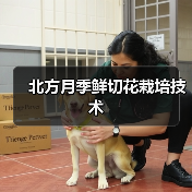 北方月季鲜切花栽培技术(图2) 北方月季鲜切花栽培技术(图2)