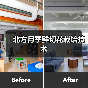 北方月季鲜切花栽培技术(图3) 北方月季鲜切花栽培技术(图3)