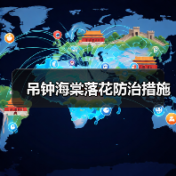 吊钟海棠落花防治措施(图3) 吊钟海棠落花防治措施(图3)