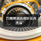 巧用啤酒给观叶花卉“洗澡”(图2) 巧用啤酒给观叶花卉“洗澡”(图2)