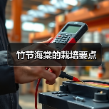 竹节海棠的栽培要点(图4) 竹节海棠的栽培要点(图4)