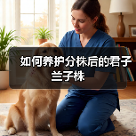 如何养护分株后的君子兰子株(图1) 如何养护分株后的君子兰子株(图1)