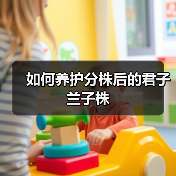 如何养护分株后的君子兰子株(图4) 如何养护分株后的君子兰子株(图4)
