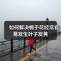 如何解决栀于花经常容易发生叶子发黄(图2) 如何解决栀于花经常容易发生叶子发黄(图2)