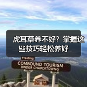 虎耳草养不好?掌握这些技巧轻松养好(图4) 虎耳草养不好?掌握这些技巧轻松养好(图4)