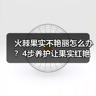 火棘果实不艳丽怎么办？4步养护让果实红艳如火（图2）
