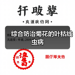 综合防治菊花的叶枯线虫病(图4) 综合防治菊花的叶枯线虫病(图4)