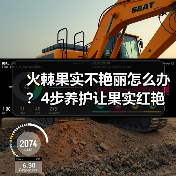 火棘果实不艳丽怎么办？4步养护让果实红艳如火（图4）