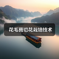 花毛茛切花栽培技术(图1) 花毛茛切花栽培技术(图1)