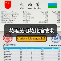 花毛茛切花栽培技术(图3) 花毛茛切花栽培技术(图3)