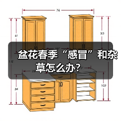 盆花春季“感冒”和杂草怎么办?(图1) 盆花春季“感冒”和杂草怎么办?(图1)