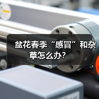 盆花春季“感冒”和杂草怎么办?(图4) 盆花春季“感冒”和杂草怎么办?(图4)