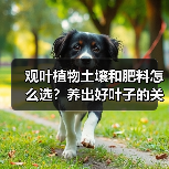观叶植物土壤和肥料怎么选?养出好叶子的关键(图4) 观叶植物土壤和肥料怎么选?养出好叶子的关键(图4)