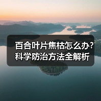 百合叶片焦枯怎么办？科学防治方法全解析（图2）
