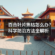 百合叶片焦枯怎么办？科学防治方法全解析（图1）