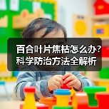 百合叶片焦枯怎么办？科学防治方法全解析（图3）