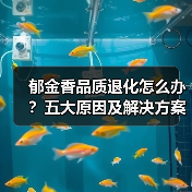 郁金香品质退化怎么办?五大原因及解决方案(图3) 郁金香品质退化怎么办?五大原因及解决方案(图3)