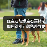 红宝石与绿宝石喜林芋如何辨别?颜色差异是关键(图1) 红宝石与绿宝石喜林芋如何辨别?颜色差异是关键(图1)