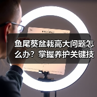 鱼尾葵盆栽高大问题怎么办?掌握养护关键技巧(图2) 鱼尾葵盆栽高大问题怎么办?掌握养护关键技巧(图2)