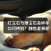 红宝石与绿宝石喜林芋如何辨别?颜色差异是关键(图4) 红宝石与绿宝石喜林芋如何辨别?颜色差异是关键(图4)