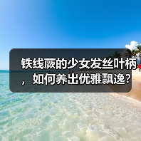 铁线蕨的少女发丝叶柄,如何养出优雅飘逸?(图3) 铁线蕨的少女发丝叶柄,如何养出优雅飘逸?(图3)