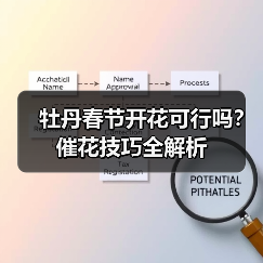 牡丹春节开花可行吗？催花技巧全解析（图1）