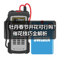 牡丹春节开花可行吗？催花技巧全解析（图3）