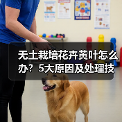 无土栽培花卉黄叶怎么办？5大原因及处理技巧揭秘