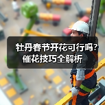 牡丹春节开花可行吗？催花技巧全解析（图4）