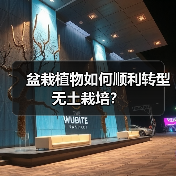 盆栽植物如何顺利转型无土栽培？