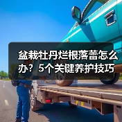 盆栽牡丹烂根落蕾怎么办？5个关键养护技巧（图4）