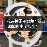 花卉种子不发芽？这些原因你中了几个？（图2）