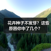 花卉种子不发芽？这些原因你中了几个？（图4）