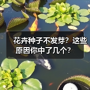 花卉种子不发芽？这些原因你中了几个？（图3）