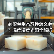 鹤望兰生态习性怎么养?温度湿度光照全解析(图3) 鹤望兰生态习性怎么养?温度湿度光照全解析(图3)