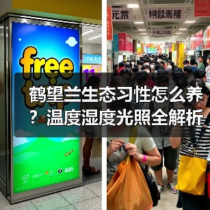 鹤望兰生态习性怎么养?温度湿度光照全解析(图2) 鹤望兰生态习性怎么养?温度湿度光照全解析(图2)