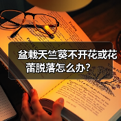 盆栽天竺葵不开花或花蕾脱落怎么办？（图1）