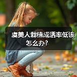 虞美人栽植成活率低该怎么办?(图1) 虞美人栽植成活率低该怎么办?(图1)