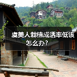 虞美人栽植成活率低该怎么办?(图4) 虞美人栽植成活率低该怎么办?(图4)