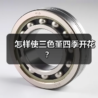 怎样使三色堇四季开花?(图1) 怎样使三色堇四季开花?(图1)