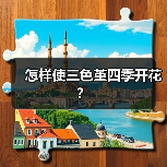 怎样使三色堇四季开花?(图2) 怎样使三色堇四季开花?(图2)