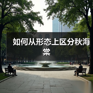 如何从形态上区分秋海棠(图2) 如何从形态上区分秋海棠(图2)