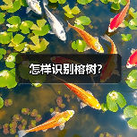 怎样识别榕树?(图1) 怎样识别榕树?(图1)