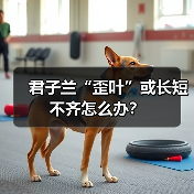 君子兰“歪叶”或长短不齐怎么办?(图1) 君子兰“歪叶”或长短不齐怎么办?(图1)
