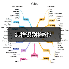 怎样识别榕树?(图4) 怎样识别榕树?(图4)