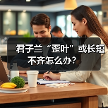 君子兰“歪叶”或长短不齐怎么办?(图4) 君子兰“歪叶”或长短不齐怎么办?(图4)