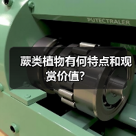 蕨类植物有何特点和观赏价值?(图1) 蕨类植物有何特点和观赏价值?(图1)