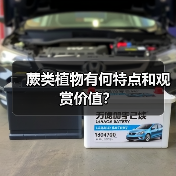 蕨类植物有何特点和观赏价值?(图2) 蕨类植物有何特点和观赏价值?(图2)