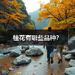桂花有哪些品种?(图1) 桂花有哪些品种?(图1)