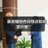 蕨类植物有何特点和观赏价值?(图3) 蕨类植物有何特点和观赏价值?(图3)